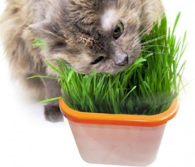 Выращивание травы для кошек и других домашних животных