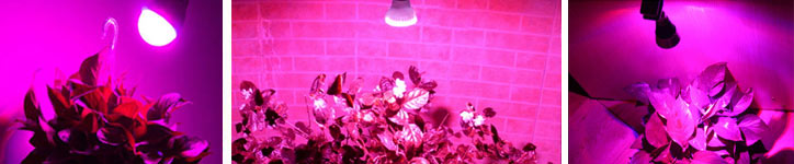 Светодиодные  лампы для растений