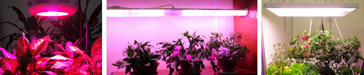 Светодиодные фитосветильники для растений