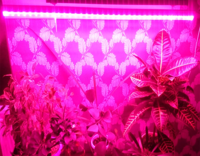 Светильник для растений и рассады полноспектральный